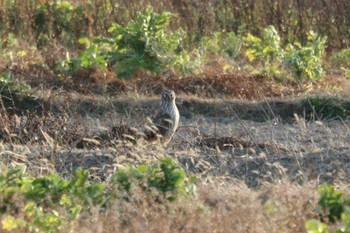 ハイイロチュウヒ 鍋田干拓地 2023年1月22日(日)