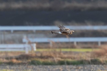 ハイイロチュウヒ 鍋田干拓地 2023年1月22日(日)