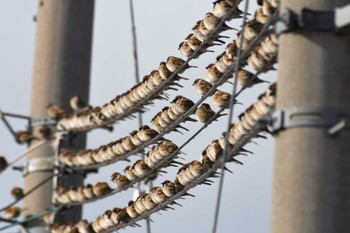 2023年1月22日(日) 河北潟の野鳥観察記録