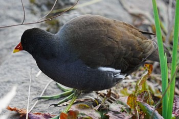 バン 泉の森公園 2023年1月9日(月)