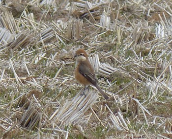 Bull-headed Shrike Isanuma Sun, 1/22/2023