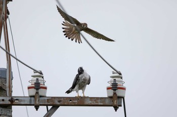 オオタカ 場所が不明 撮影日未設定