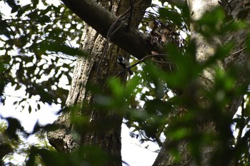 Japanese Tit 奄美大島 自然観察の森 Sun, 3/18/2018