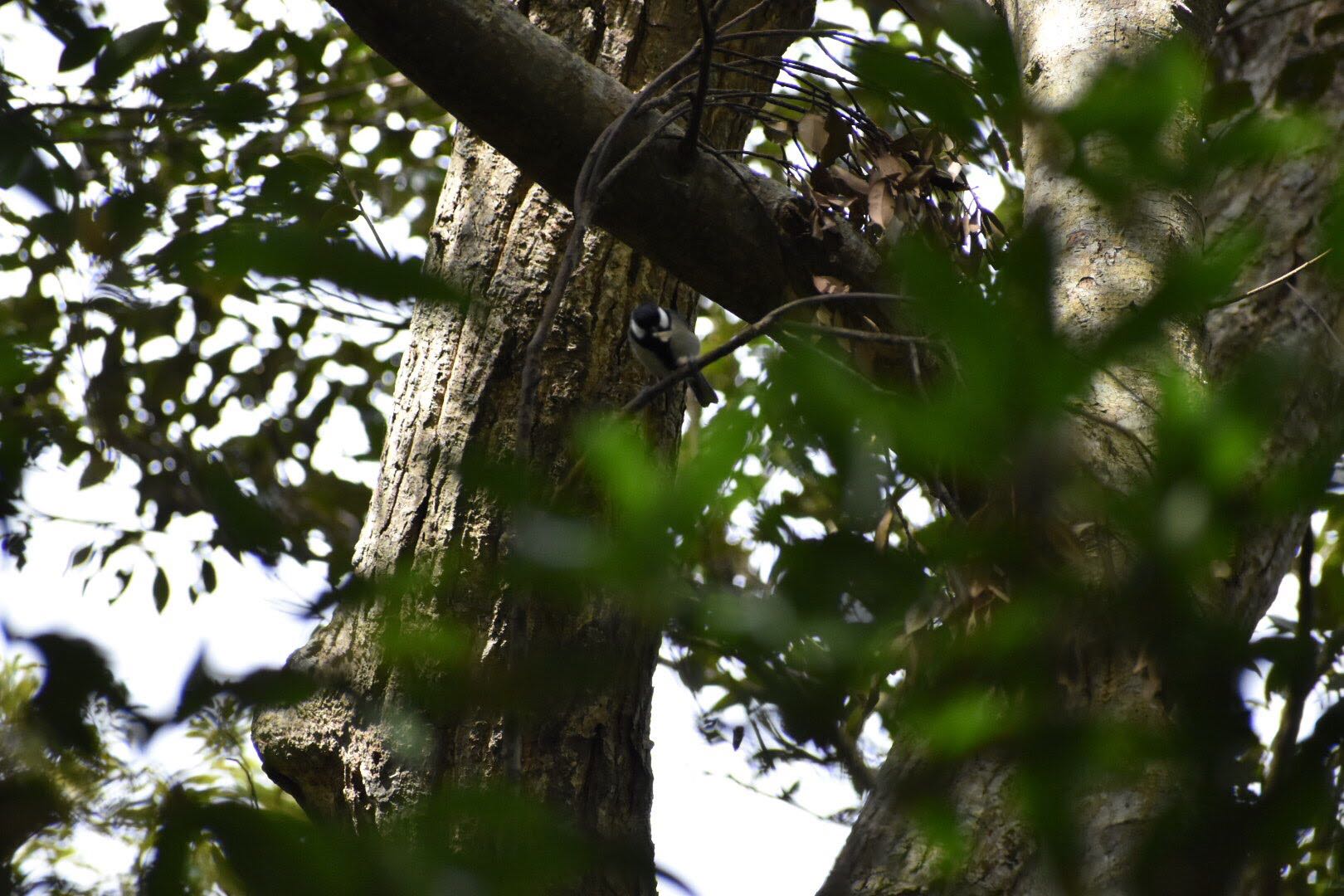奄美大島 自然観察の森 シジュウカラの写真 by りょう