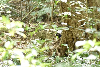 ルリカケス 奄美大島 自然観察の森 2018年3月18日(日)