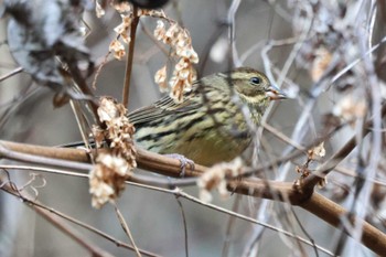 2023年1月22日(日) 早戸川林道の野鳥観察記録