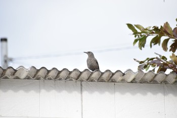 Blue Rock Thrush 奄美大島 仲勝 Thu, 3/15/2018