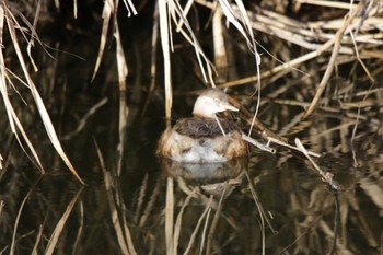 カイツブリ 芥川 2023年1月22日(日)