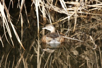 2023年1月22日(日) 芥川の野鳥観察記録