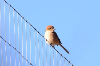 Bull-headed Shrike 多摩森林科学園 Sat, 1/21/2023