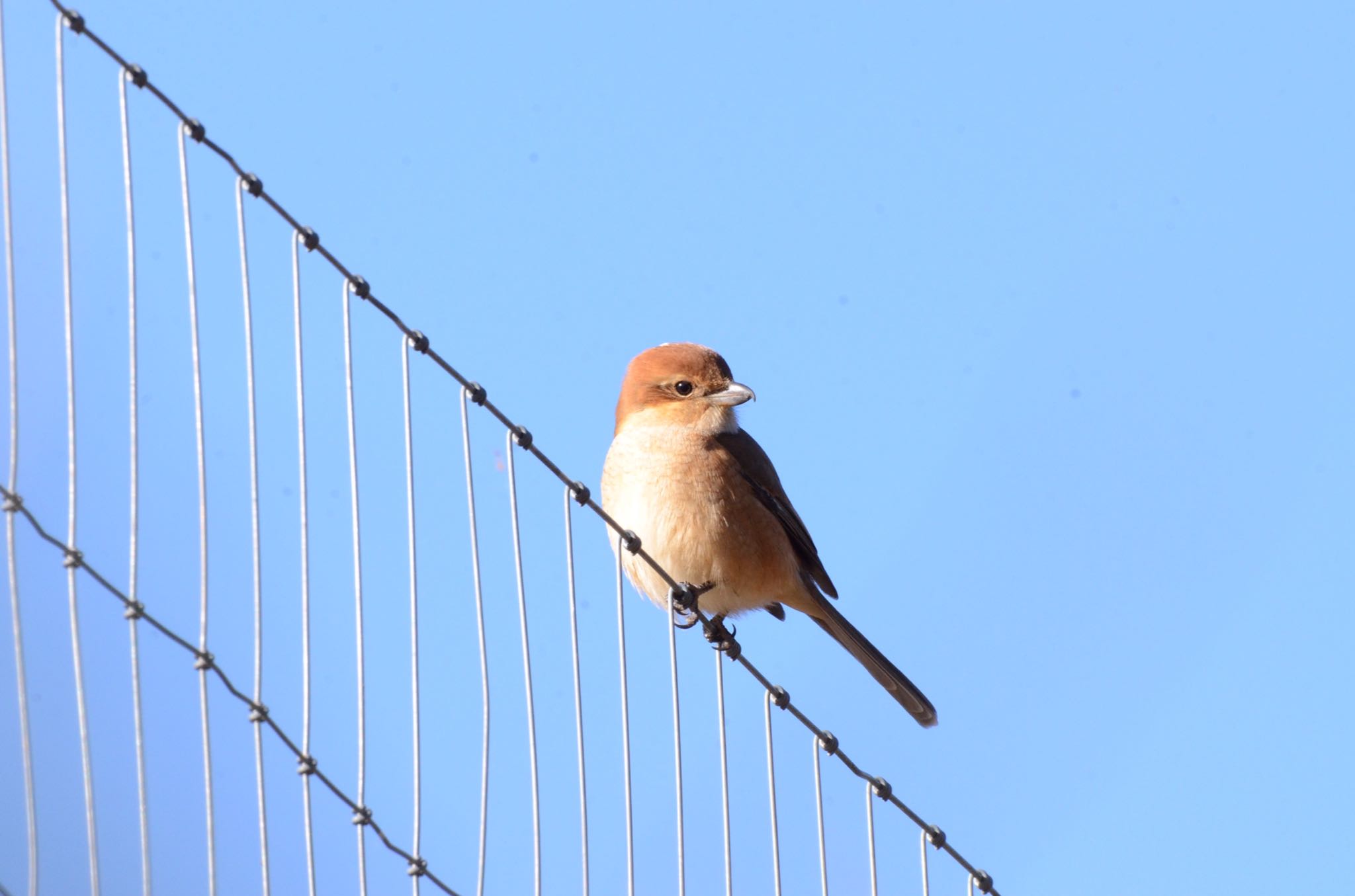 Photo of Bull-headed Shrike at 多摩森林科学園 by あらどん