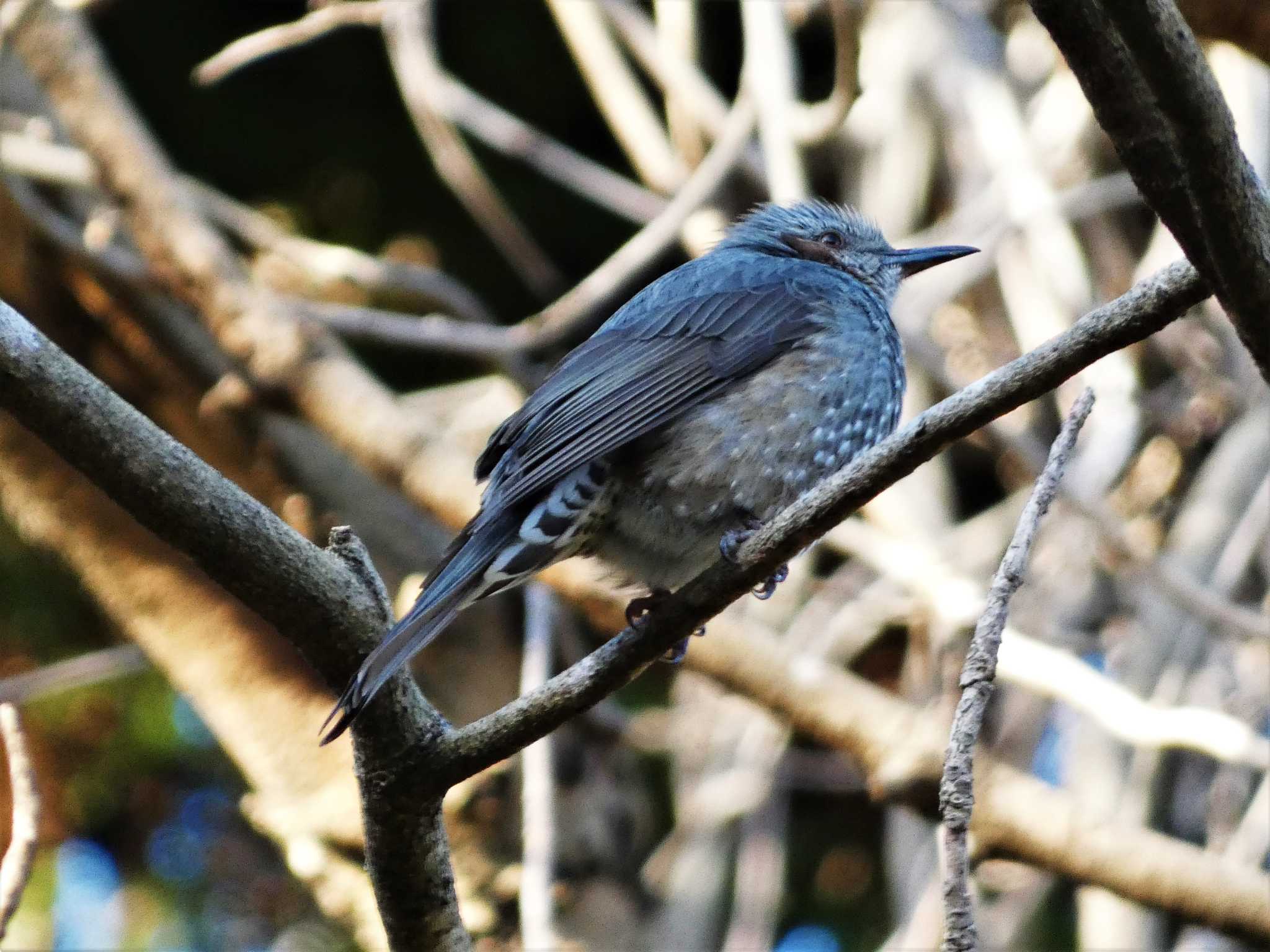 Brown-eared Bulbul