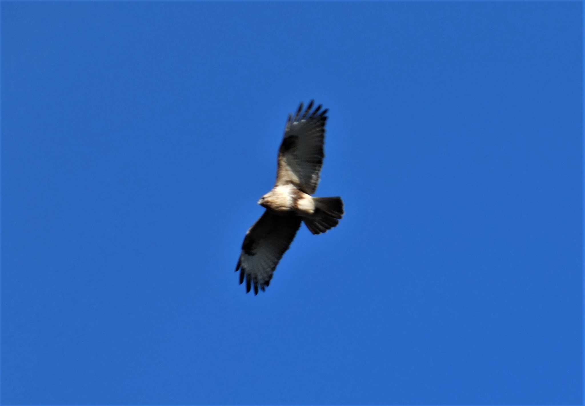 Eastern Buzzard