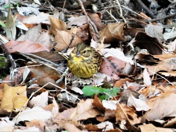 2023年1月22日(日) 衣笠山公園の野鳥観察記録