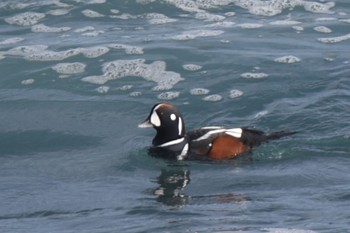 Harlequin Duck 平磯海岸 Sun, 1/22/2023