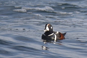 Harlequin Duck 平磯海岸 Sun, 1/22/2023