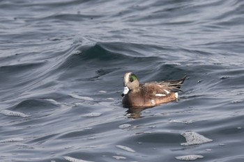 American Wigeon 平磯海岸 Sun, 1/22/2023