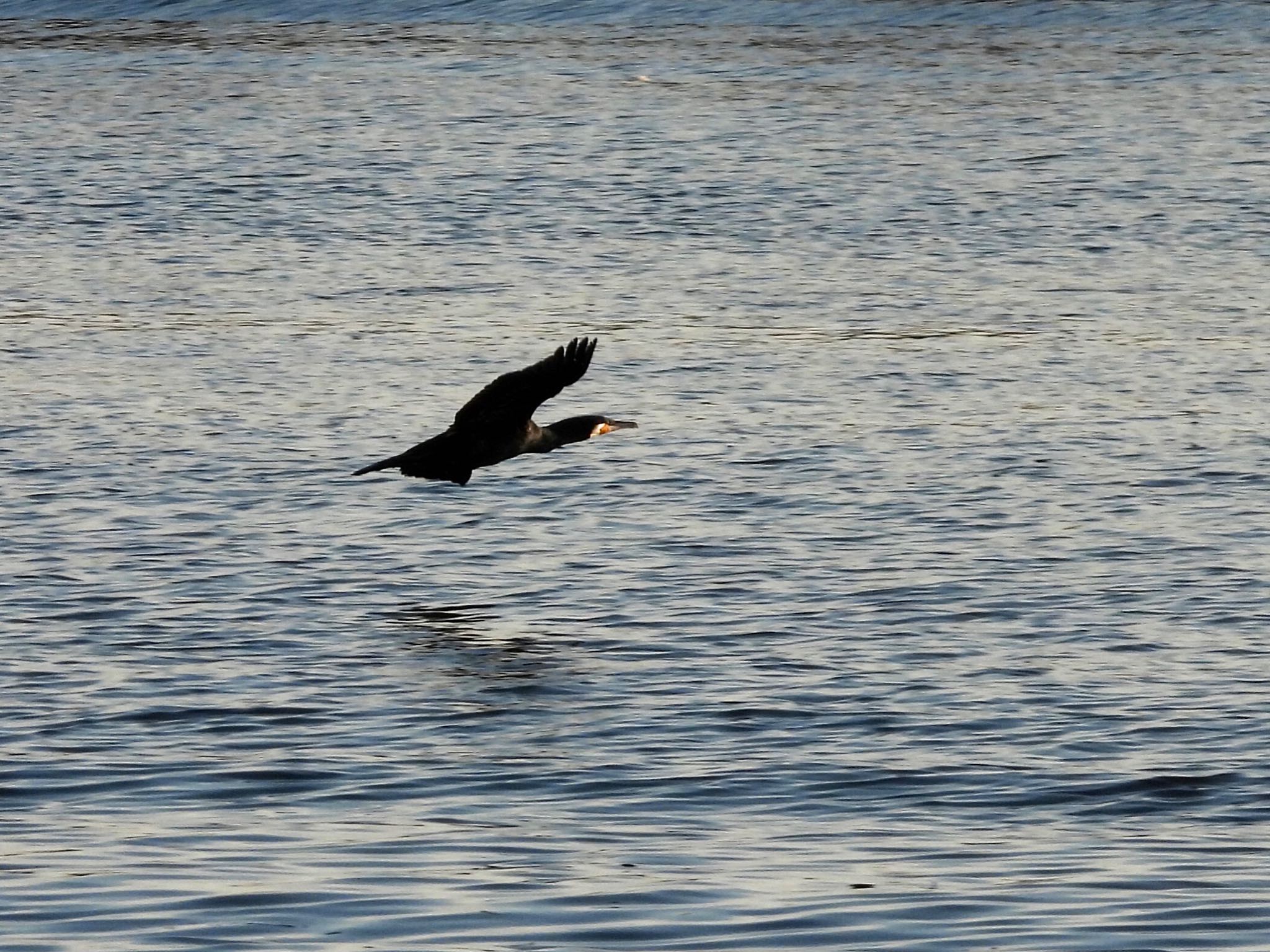 Photo of Great Cormorant at 多摩川 by くー