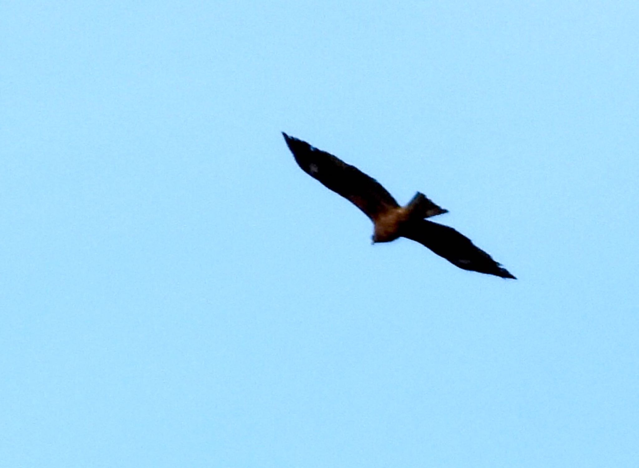 Photo of Black Kite at 多摩川 by くー