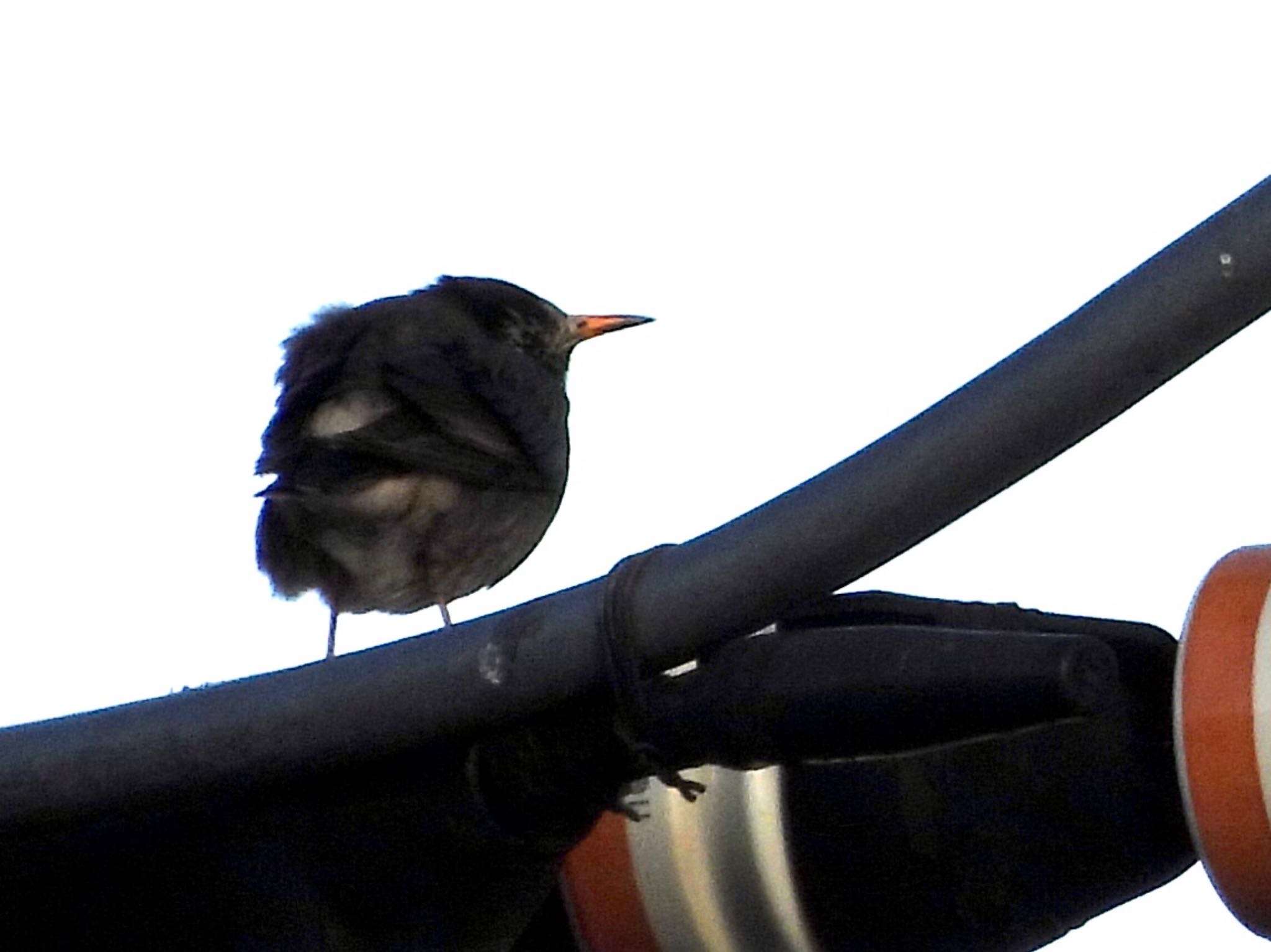 Photo of White-cheeked Starling at 多摩川 by くー