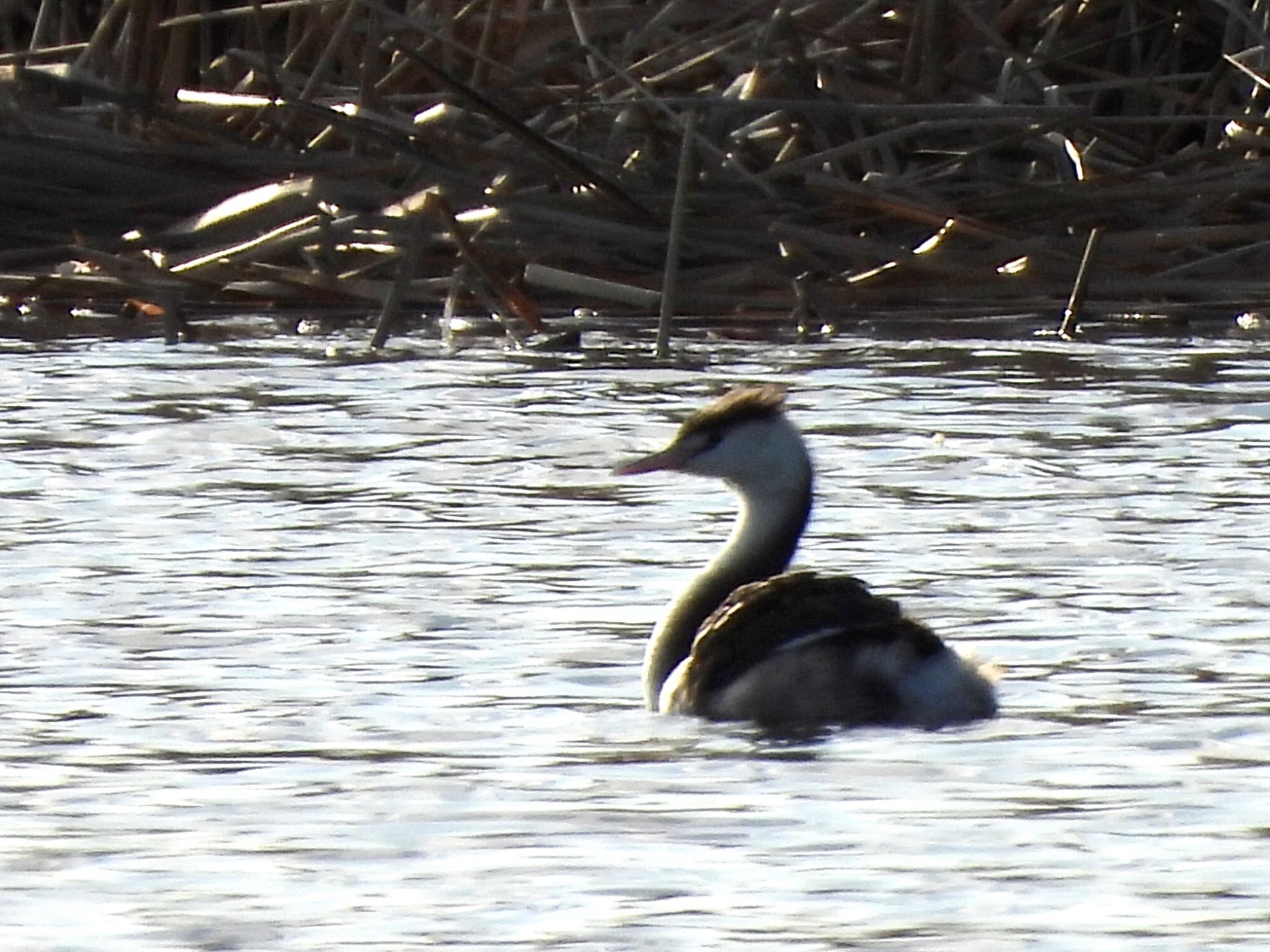 Photo of Great Crested Grebe at 多摩川 by くー