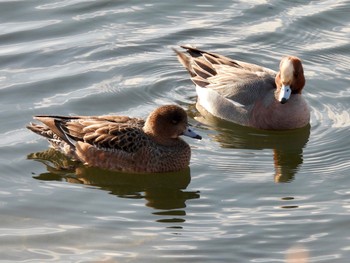 2023年1月22日(日) 多摩川の野鳥観察記録