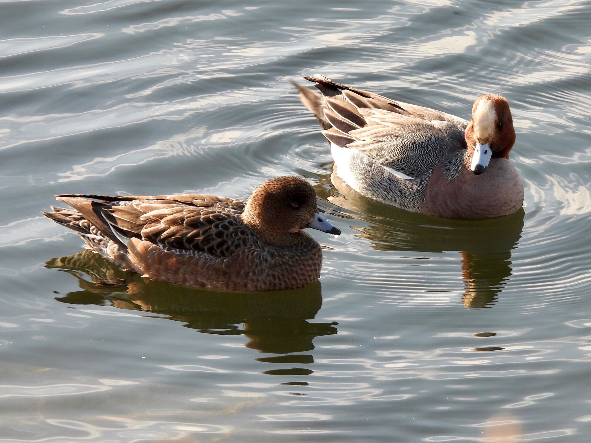 Eurasian Wigeon