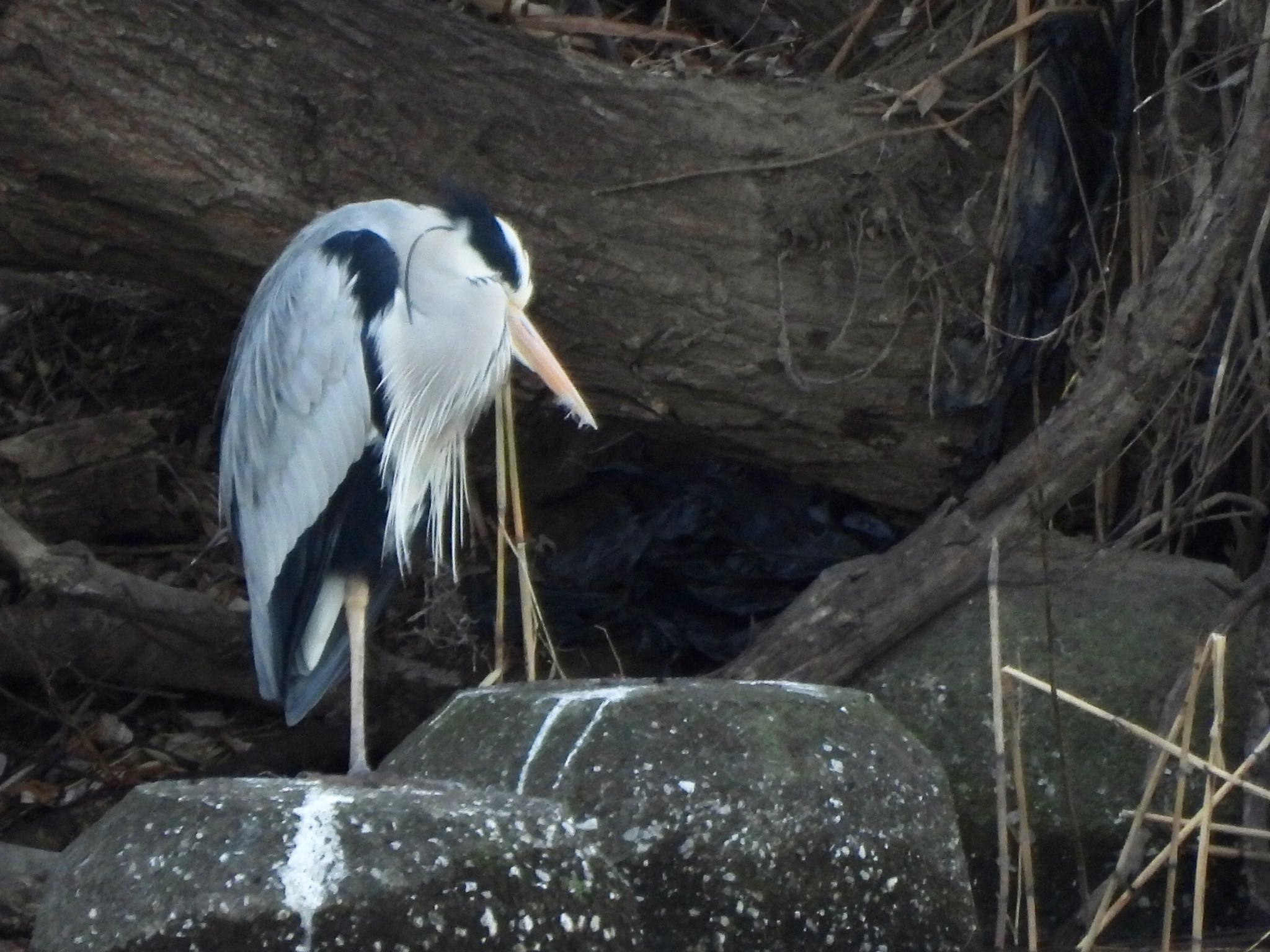 Photo of Grey Heron at 多摩川 by くー