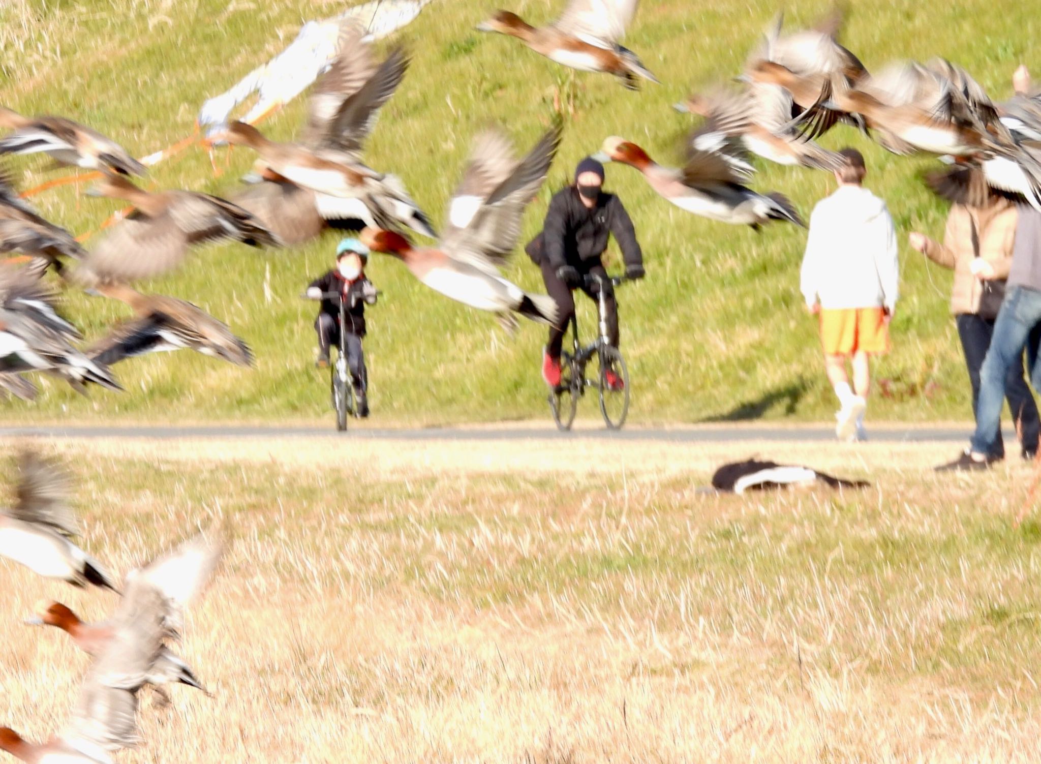 Photo of Eurasian Wigeon at 多摩川 by くー