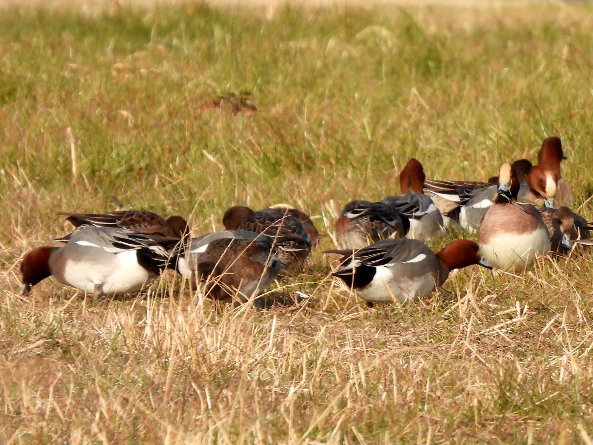 Photo of Eurasian Wigeon at 多摩川 by くー