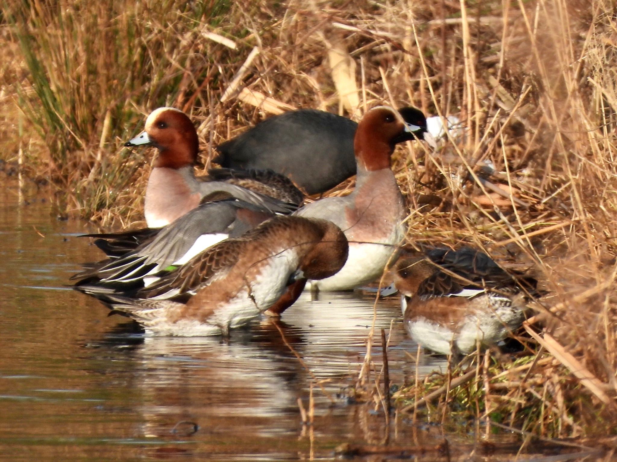 Photo of Eurasian Wigeon at 多摩川 by くー