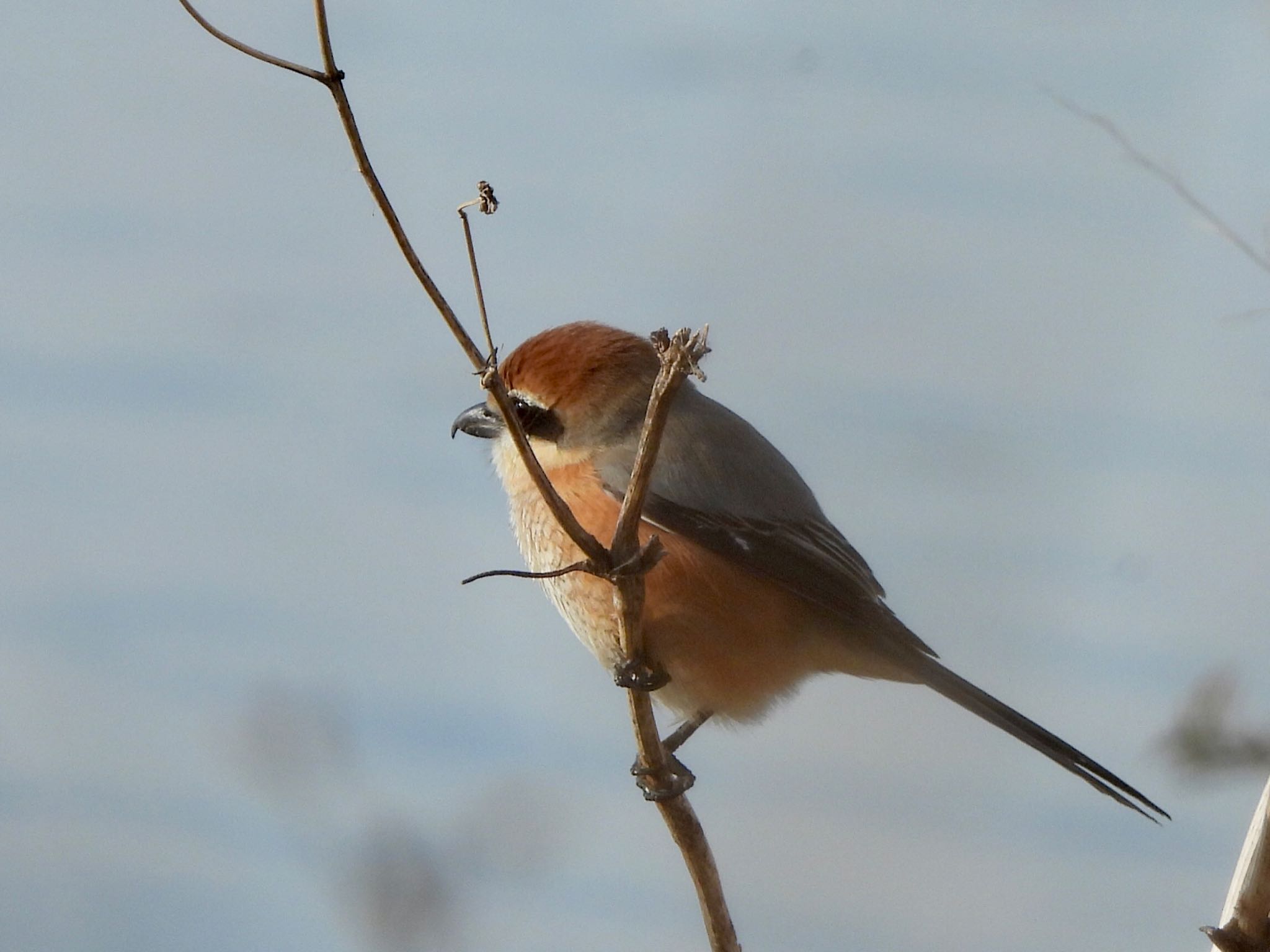 Photo of Bull-headed Shrike at 多摩川 by くー