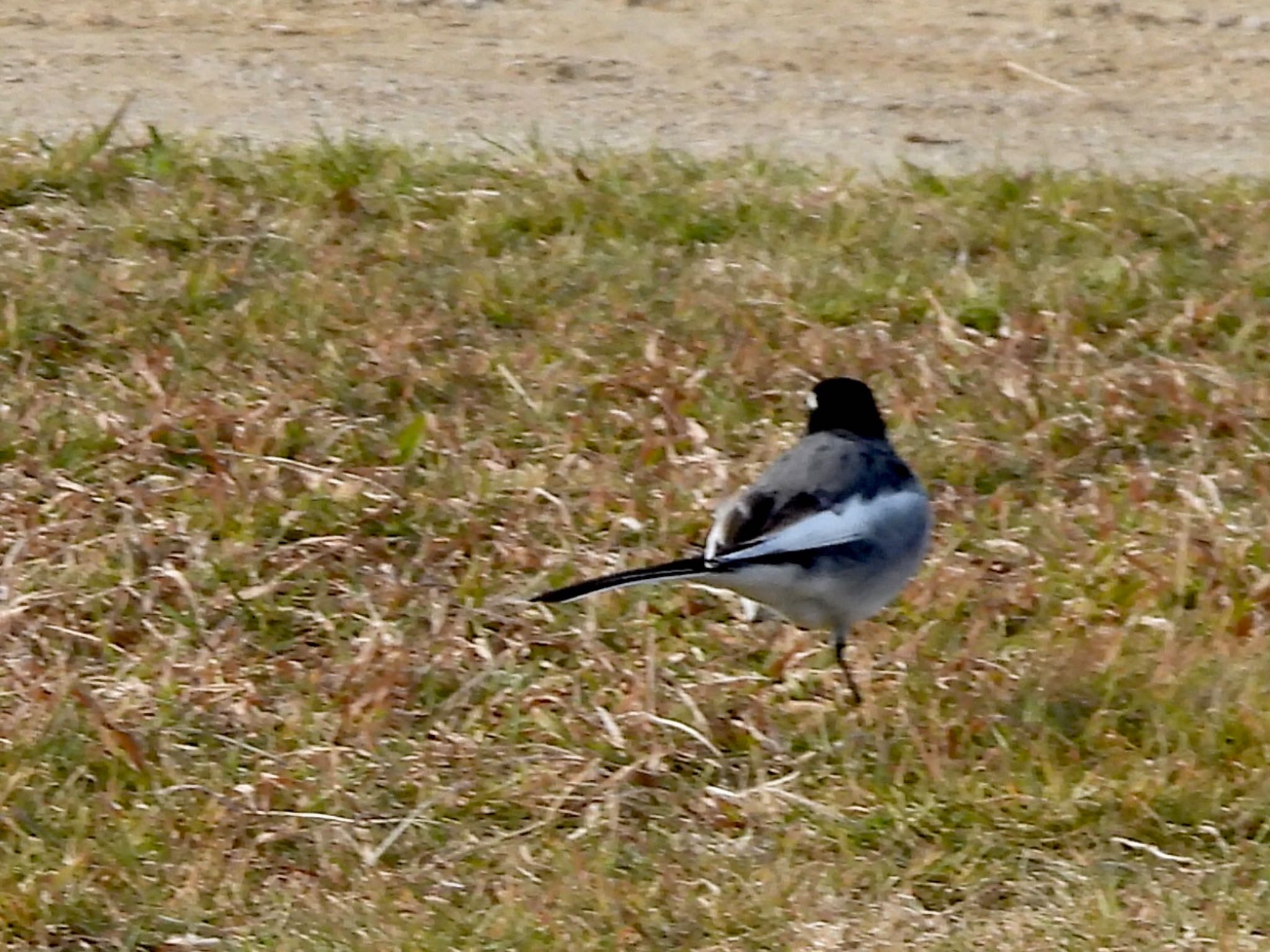 Photo of White Wagtail at 多摩川 by くー