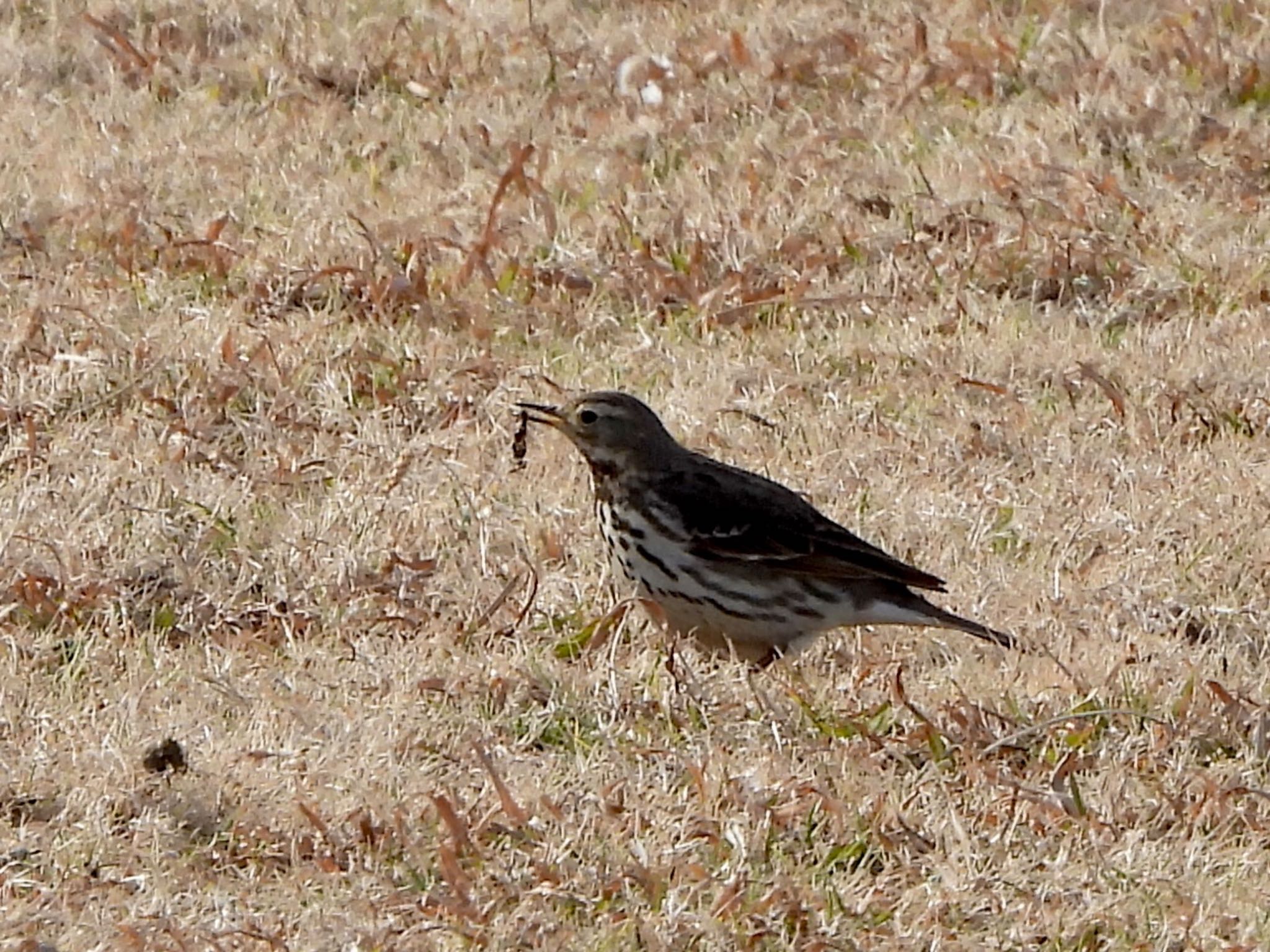 Photo of Water Pipit at 多摩川 by くー