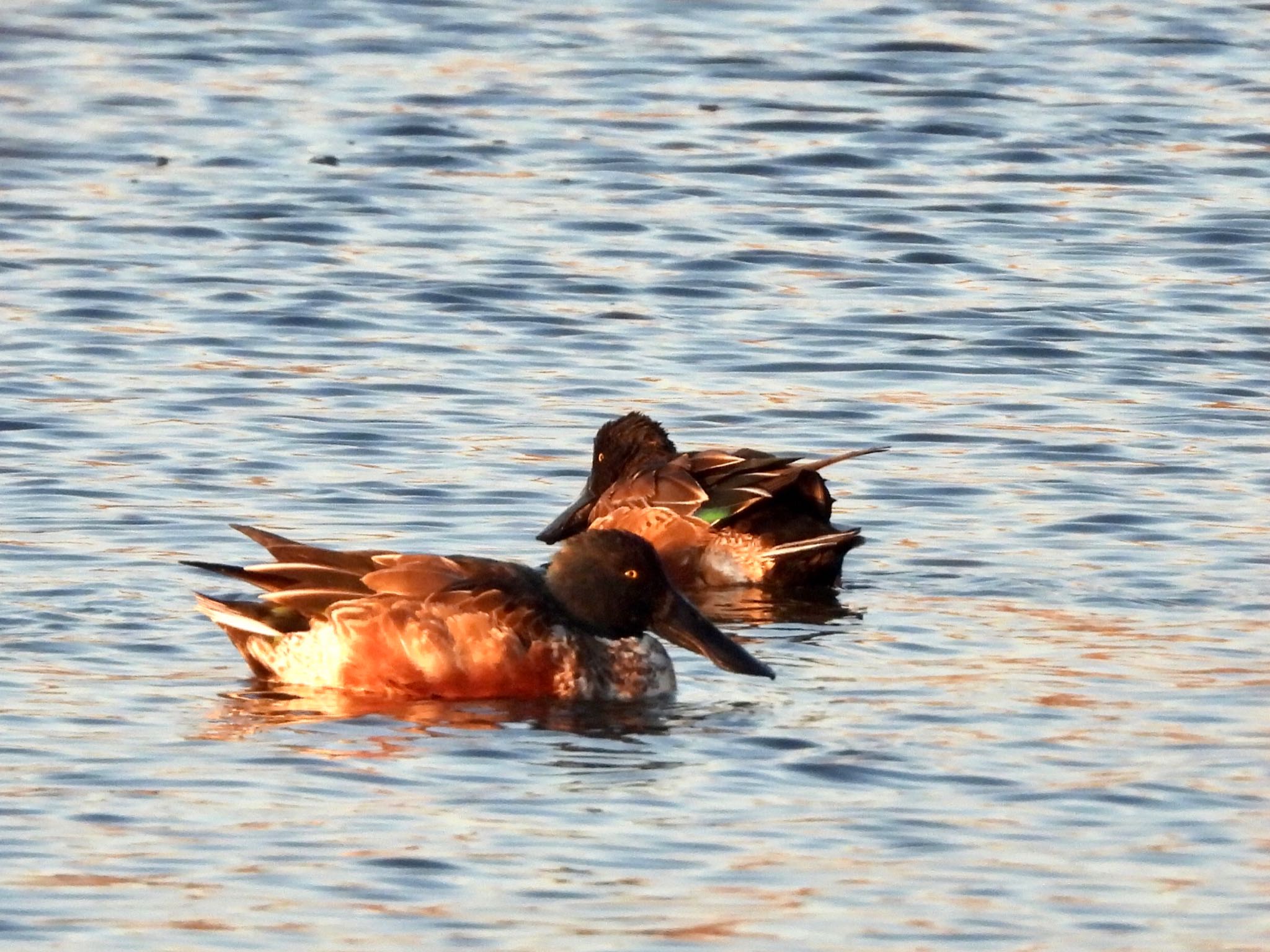 Northern Shoveler