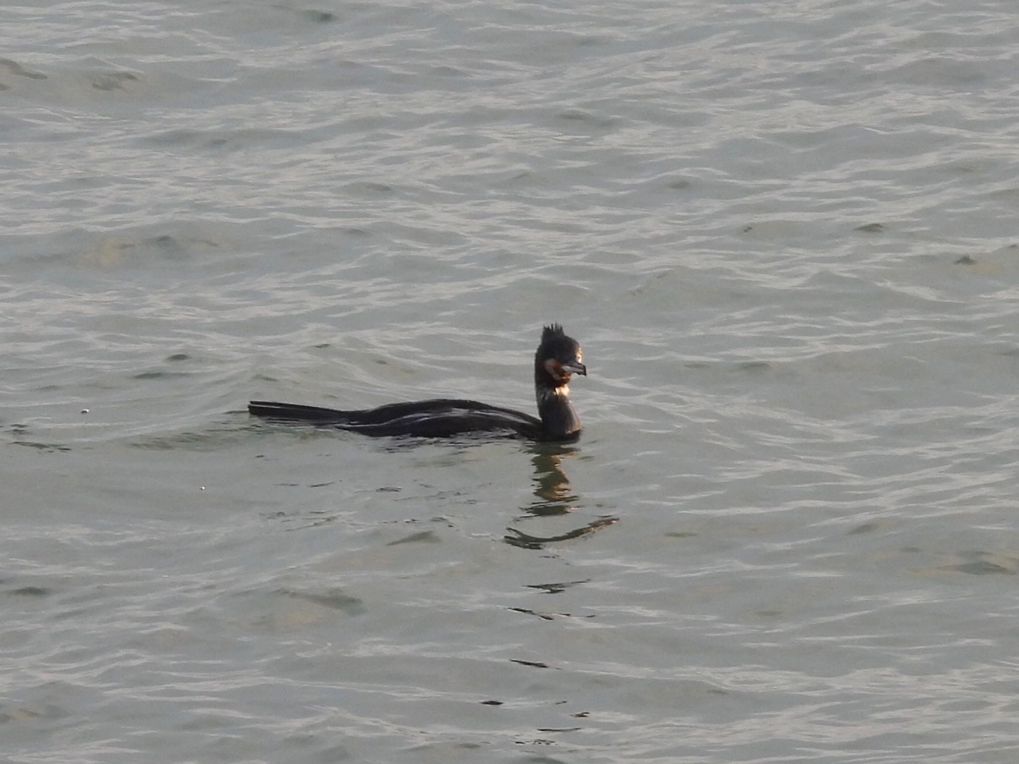 Photo of Great Cormorant at 伊勢 by くー