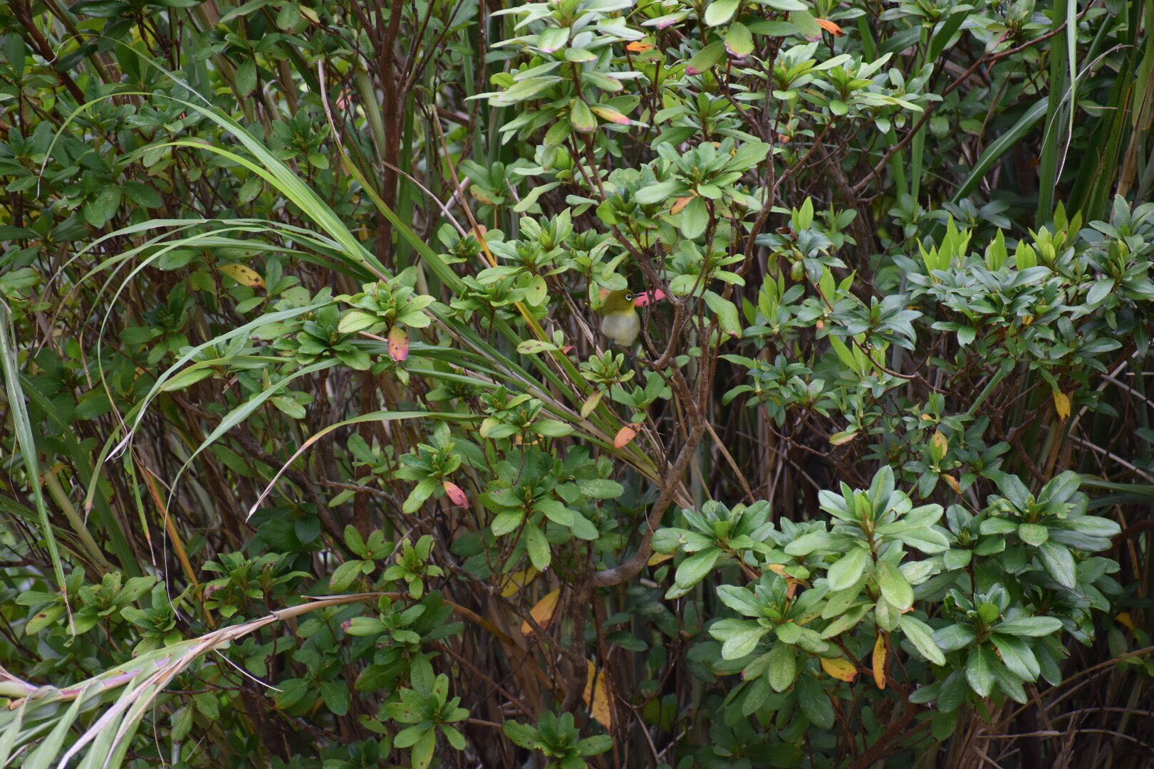 Photo of Warbling White-eye at 奄美大島 自然保護センター by りょう