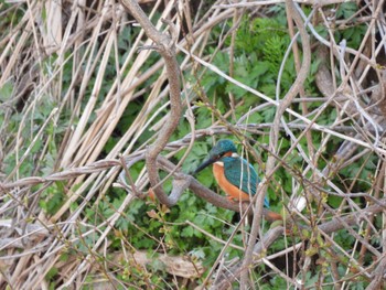 Fri, 4/8/2022 Birding report at 千葉県