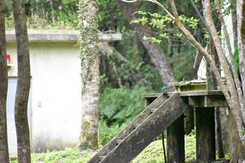 Blue Rock Thrush Amami Forest Police Mon, 3/19/2018