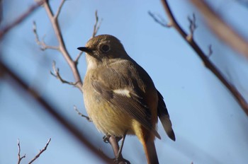 2023年1月22日(日) 大阪府岸和田市 蜻蛉池公園の野鳥観察記録