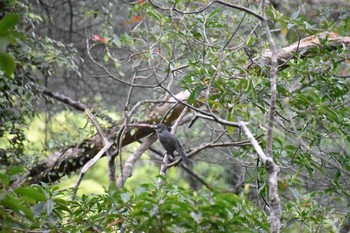 Brown-eared Bulbul 奄美大島 自然保護センター Mon, 3/19/2018