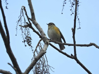 Red-flanked Bluetail 生駒山 Sat, 1/21/2023