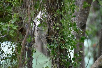 Japanese Pygmy Woodpecker Amami Forest Police Mon, 3/19/2018