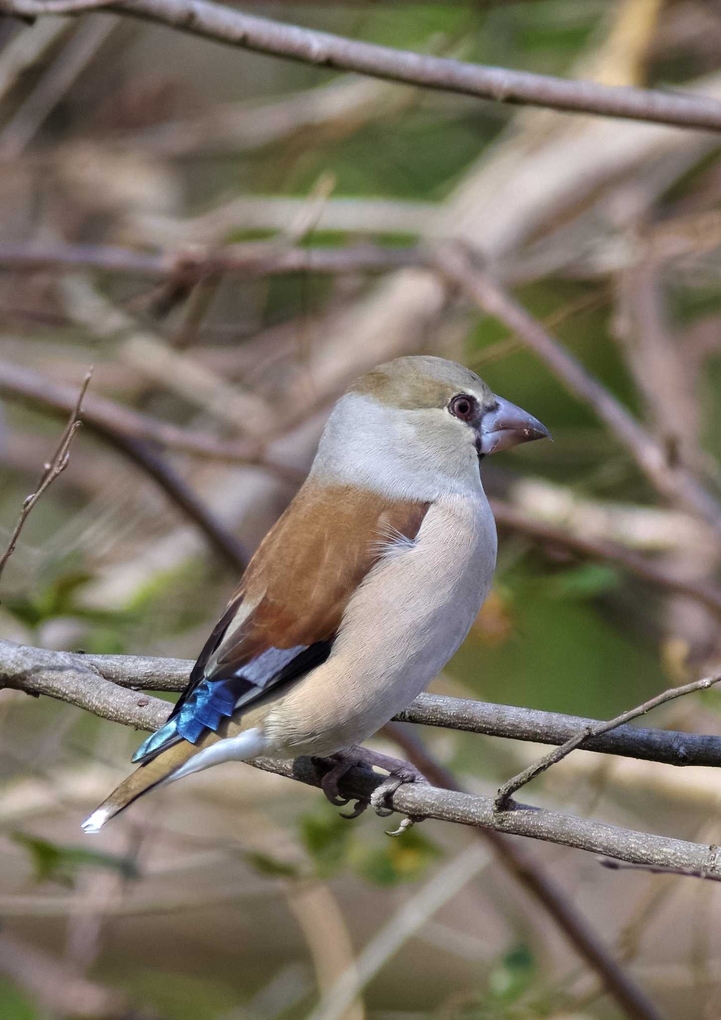 Photo of Hawfinch at 杭瀬川スポーツ公園 by KERON