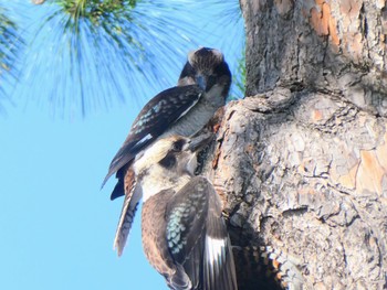 Laughing Kookaburra Woy Woy, NSW, Australia Sat, 1/21/2023