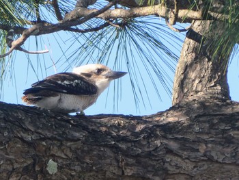 ワライカワセミ Woy Woy, NSW, Australia 2023年1月21日(土)