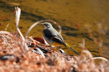 キセキレイ 都立狭山公園 2023年1月4日(水)