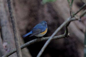 Red-flanked Bluetail Kodomo Shizen Park Sun, 1/22/2023