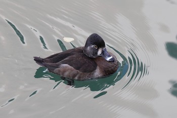 Ring-necked Duck 横浜市内河川 Sun, 1/22/2023