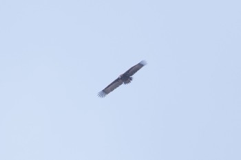 Cinereous Vulture Unknown Spots Tue, 1/10/2023